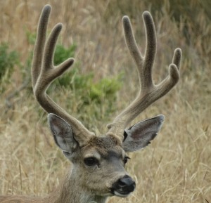 Four-point Buck by Jon Loveless