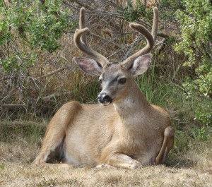 Handsome Buck at rest by Jon Loveless