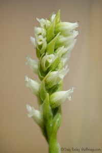 Lady's Tresses, Sprianthes romanzoffiana, by Craig Tooley