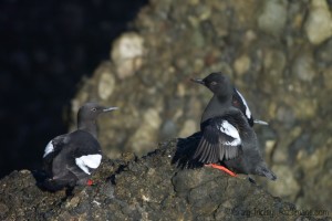 Pigeon Guillemots by Craig Tooley