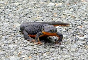 Rough-skinned Newt by Peggy Berryhill