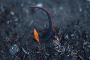 Rough-skinned Newt in attack position bt Hal Fogel