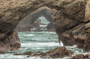 Seals Eye View by Scott Chieffo Best Mendonoma Sighting 2014