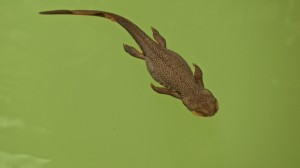 Swimming Rough-skinned Newt by Richard Kuehn