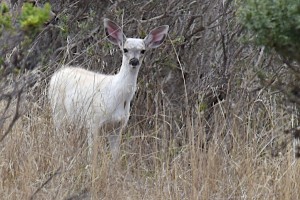 The White Fawn by Allen Vinson