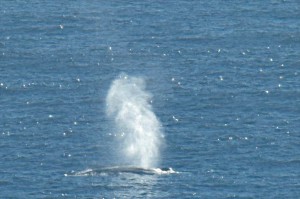 The tall spout of a Blue Whale by Allen Vinson