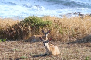 Twin Fawns have lost their spots by Thom Matson