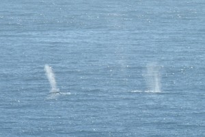 Two Blue Whales by Allen Vinson