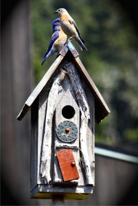 Western Bluebird pair by Susan Grenwelge