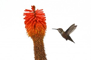 Where should I begin - an Anna's Hummingbird by Allen Vinson