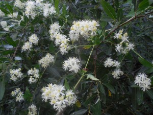 Wild Clematis, Clematis ligusticifolia, by Peter Baye