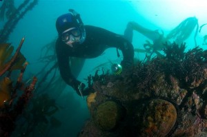 Abalone diver in kelp by Ken Bailey (Small)