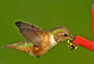 Allen's Hummingbird and a Bumblebee share a feeder by Siegfried Matull