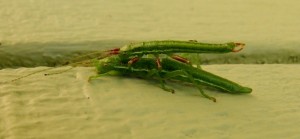 California Walking Sticks, the smaller male gets a free ride by Cathleen Crosby