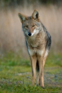 Coyote by Craig Tooley