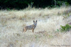 Coyote on The Sea Ranch by C raig Tooley