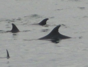 Dolphins feeding at Cooks Beach by Joel Chaban