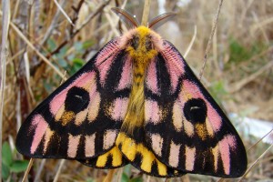 Elegant Sheep Moth by Mary Hunter