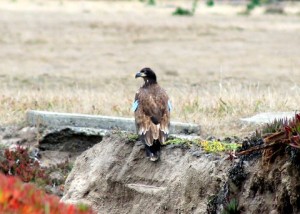 Liberty, a juv. Bald Eagle by Jeff Petit