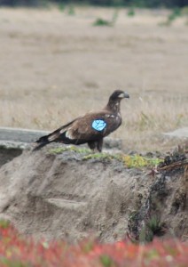 Liberty, a tagged juvenile Bald Eagle by Jeff Petit