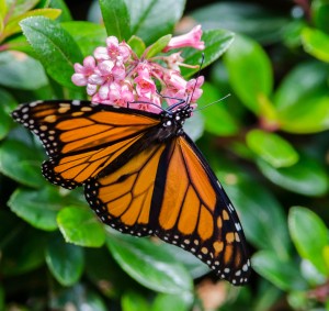 Monarch feeding on escalonia by Paul Brewer