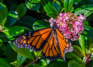 Monarch on escalonia by Paul Brewer