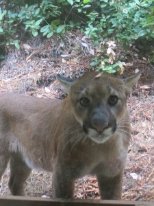 Mountain Lion outside my window by Cece Case