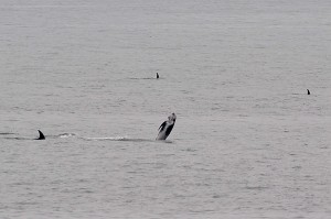 Pacific White-sided Dolphin breaching by Ken Bailey