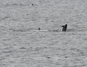 Risso's Dolphin breaching by John Batchelder