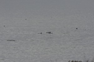 Risso's Dolphins by John Batchelder