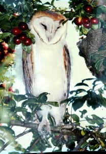 Sleeping Barn Owl by Jim O'Brien