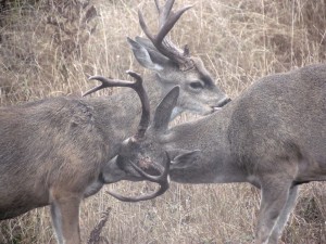 Two Bucks preening each other by Jon Loveless