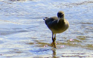 Wandering Tattler by Jan McCormick