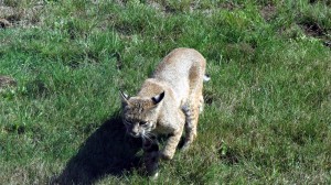 A Bobcat hunts by Mark Simkins