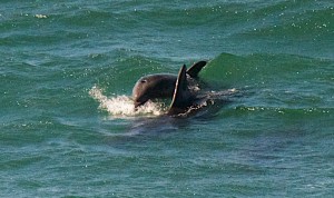A Bottle-nosed Dolphin dives by Allen Vinson