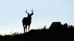 A Buck at dawn by Mark Simkins