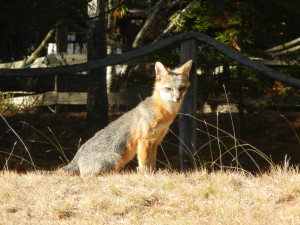 A Gray Fox enjoying the sun by Gail Spencer