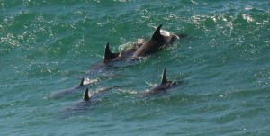 A pod of Bottle-nosed Dolphins by Allen Vinson