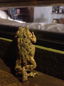 Adult Western Toad by Holly McCarroll