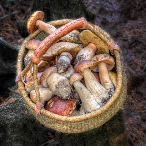 Basketfull of Boletus edulis by Paul Kozal