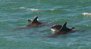 Bottle-nosed Dolphins off Walk-On-Beach by Allen Vinson