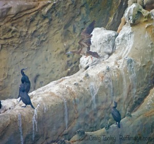 Brandt's Cormorants eyeing a Brown Booby by Craig Tooley