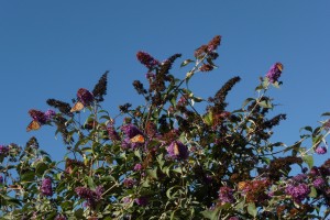 Gualala Country Inn Monarchs on Butterfly bush by Linda Bradbrook