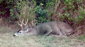 He's been chasing Does all day by Robert Scarola