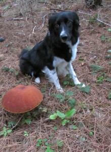 _I'm afraid we've come too late - a huge, over-the-hill Boletus edulis by Jinx McCombsjpg