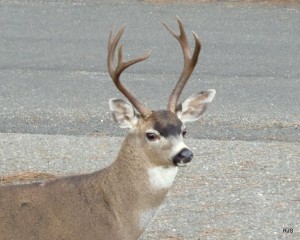 Looking for his Does by Robert Scarola