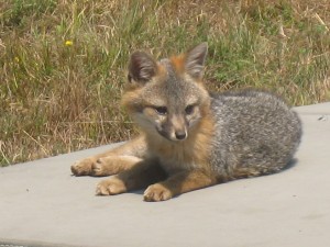 Young Gray Fox on top a hot tub by Glenn Funk