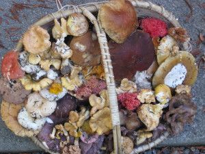 A bounty of wild mushrooms by Subir Sanyal