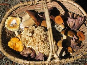 A haul of edible mushrooms by Subir Sanyal