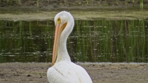 American White Pelican by Richard Kuehn